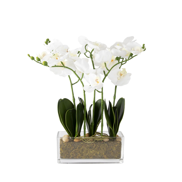 Folia Orchid Arrangement in Glass Vessel