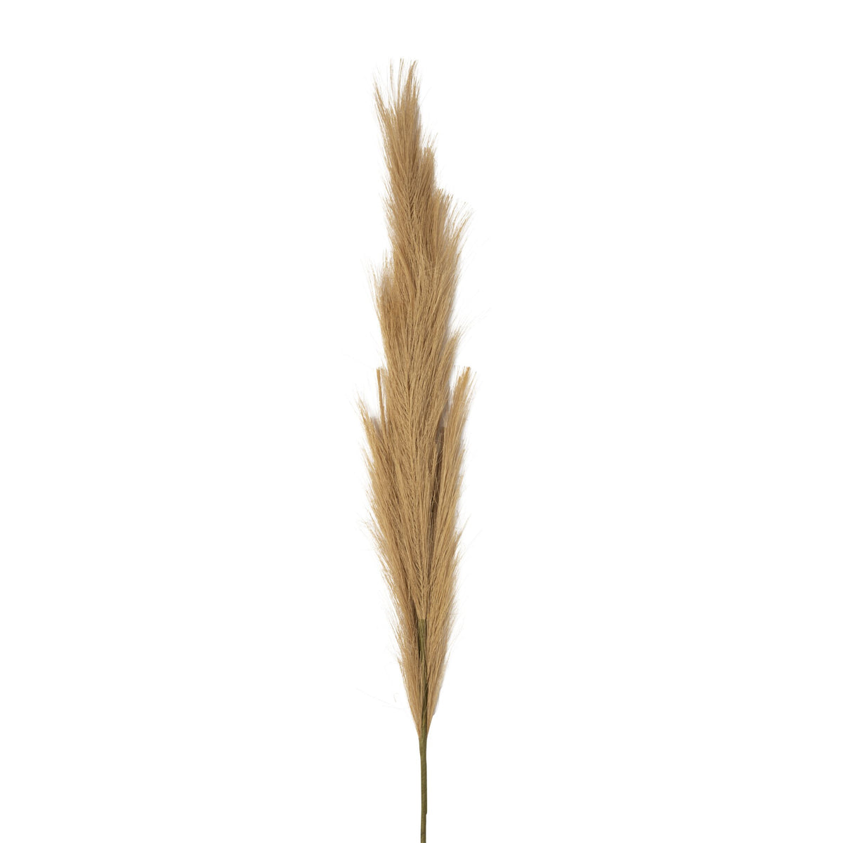 Bloomery Pampas Grass Stem Natural 114cm