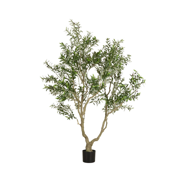 Grand Jardinière Olive Tree Palm 230cm