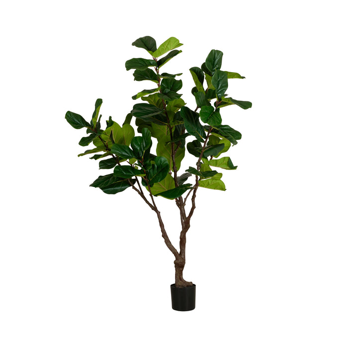 Grand Jardinière Ficus Tree 220cm