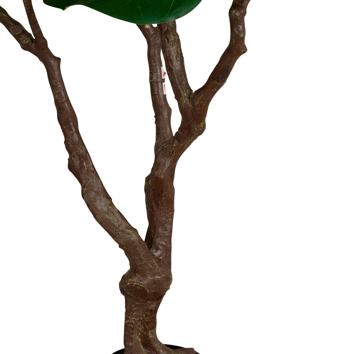 Grand Jardinière Ficus Tree 220cm