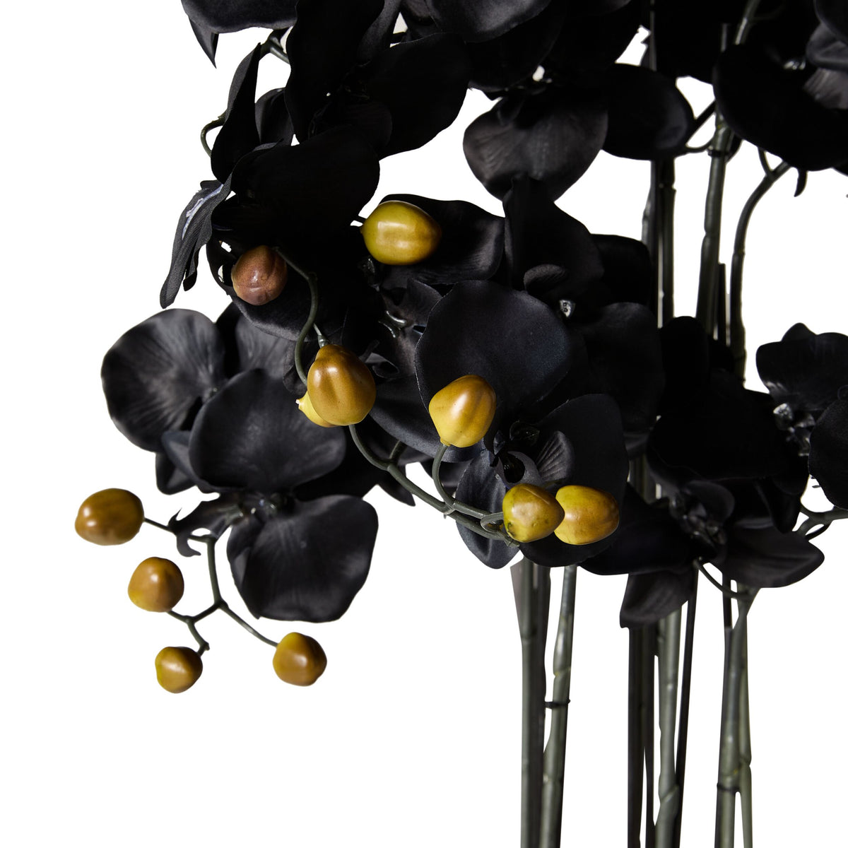 Fiore Black Orchid 8 Stems 90cm