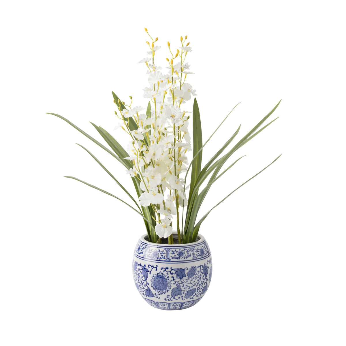 Folia Orchid in Ceramic Pot