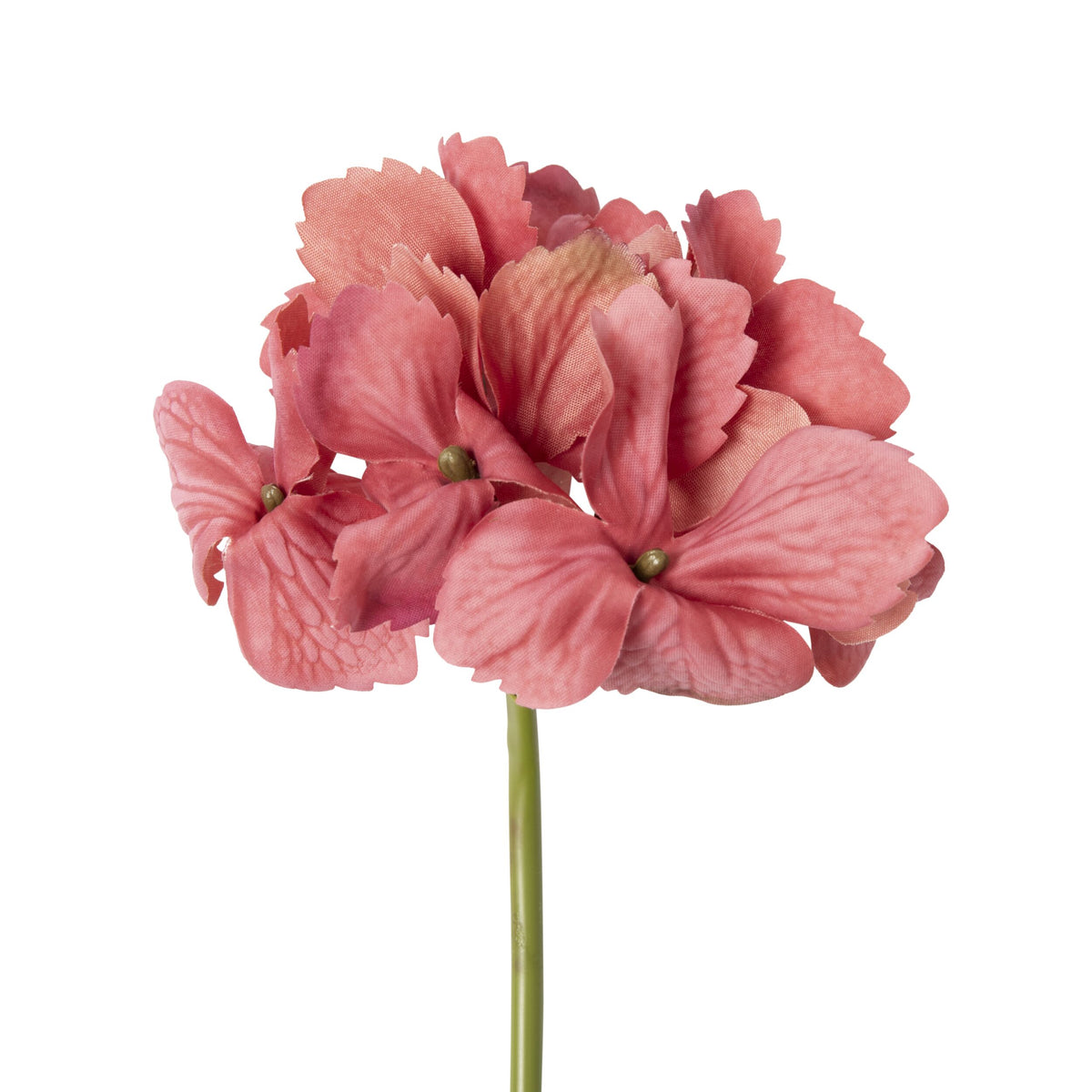 Bloomery Hydrangea Stem Spice 37cm